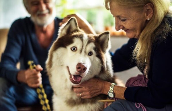 Assurance Animaux