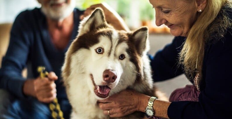 Assurance Animaux