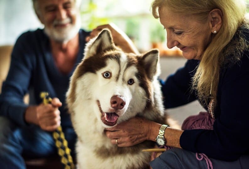 Assurance Animaux